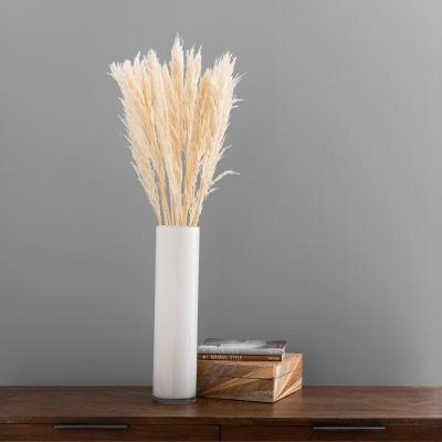 Dunelm Pack of 12 Dried Bleached Nanal Bundle Ivory