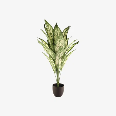 Dunelm Artificial Dieffenbachia in Black Pot 70cm Black