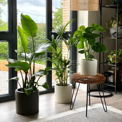 Dunelm Hosting Trio Potted House Plant Bundle MultiColoured