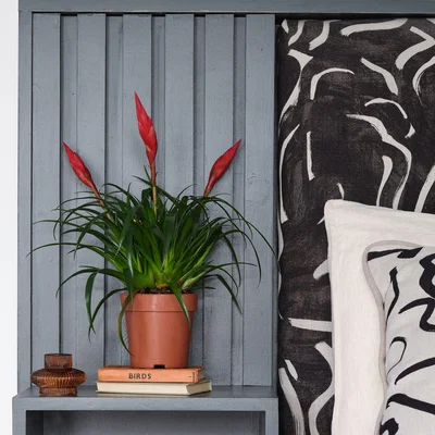 Dunelm Vriesea Astrid House Plant Brown