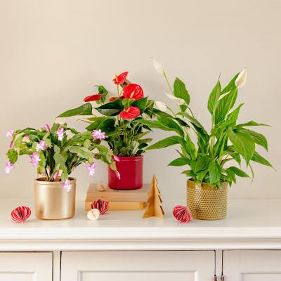 Dunelm Christmas Potted House Plant Bundle MultiColoured