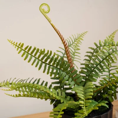 Dunelm Artificial Fern Plant in Black Plant Pot