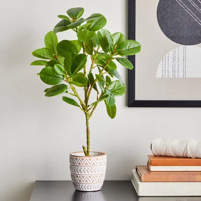 Dunelm Ficus Deltoidea in Terracotta Pot 50cm Terracotta (Orange)
