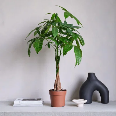 Dunelm Money Tree House Plant Brown