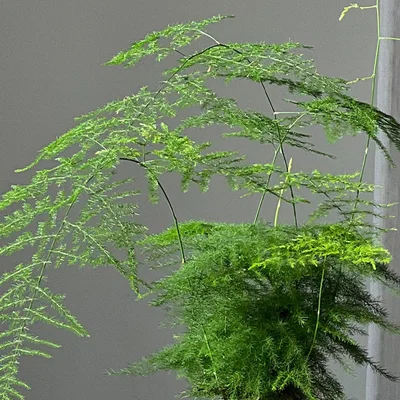 Dunelm Asparagus & Boston Fern House Plant Bundle Brown