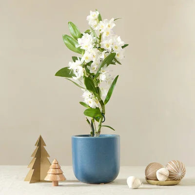 Dunelm Bamboo Orchid House Plant in Earthenware Pot Earthenware Blue