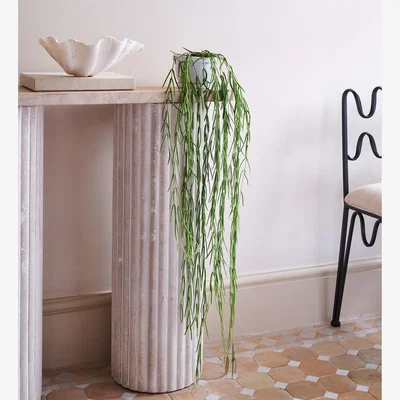 Dunelm Beards & Daisies Hoya Linearis House Plant Green