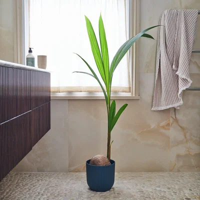 Dunelm Beards & Daisies Coconut Palm House Plant in Vibes Pot Plastic Navy