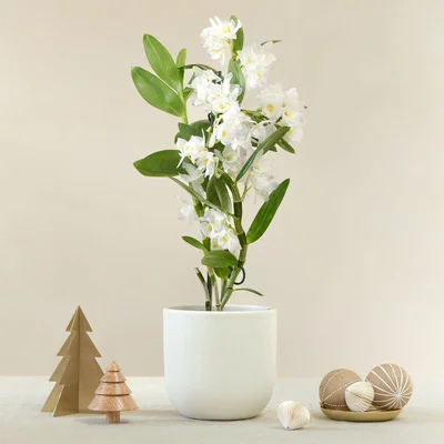 Dunelm Bamboo Orchid House Plant in Earthenware Pot Earthenware Oyster