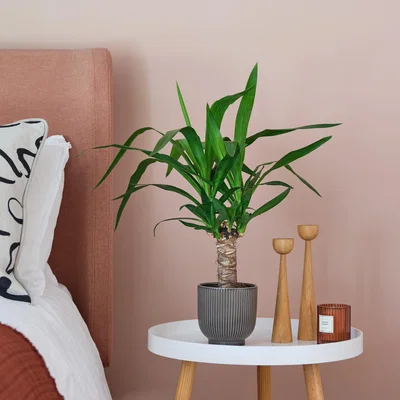 Dunelm Yucca House Plant in Ribbed Pot Ceramic Grey