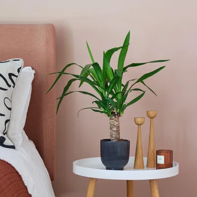 Dunelm Yucca House Plant in Ribbed Pot Ceramic Navy