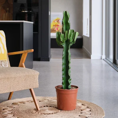 Dunelm Euphorbia Trigona House Plant Brown