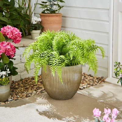 Dunelm Artificial Fern in Ribbed Plant Pot