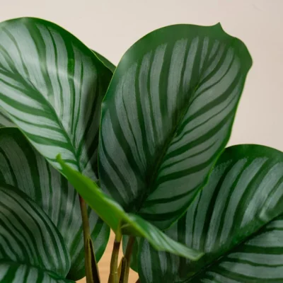 Dunelm Artificial Calathea Plant in Black Plant Pot