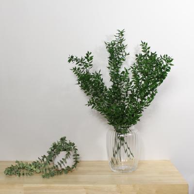Dunelm Preserved Green Ruscus 75g Green