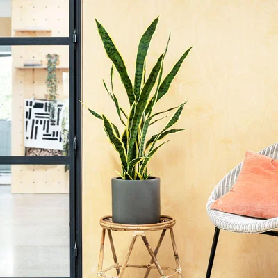 Dunelm Artificial Snake Plant Green