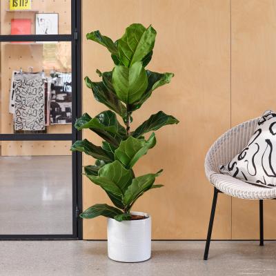 Dunelm Fiddle Leaf Fig House Plant in Capri Pot Ceramic Light Grey