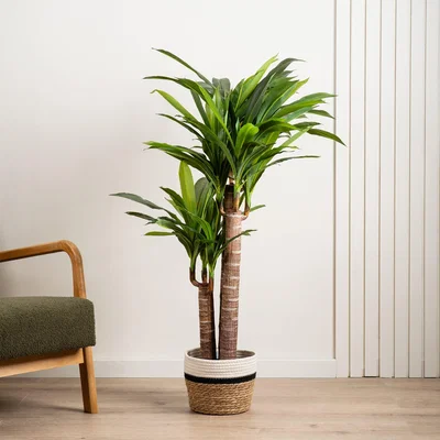 Dunelm Artificial Triple Stem Yucca Tree in Black Plant Pot Green