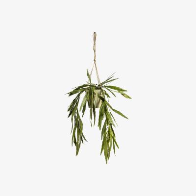 Dunelm Elmley Rhipsalis Rustic Pot Green
