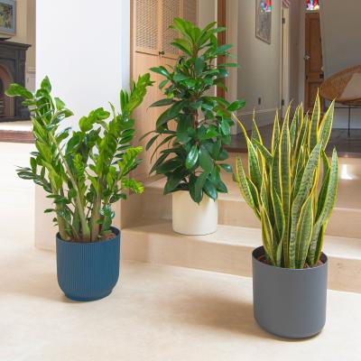 Dunelm Unkillable Tall Potted House Plant Bundle MultiColoured