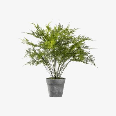 Dunelm Chelsea Fern Asparagus Small Green