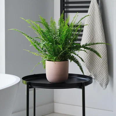 Dunelm Boston Fern House Plant in Earthenware Pot Earthenware Pink