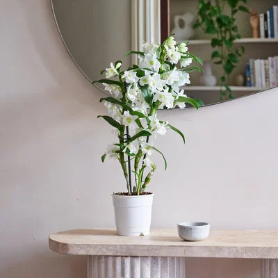 Dunelm Beards & Daisies Dendrobium Bamboo Orchid House Plant Green