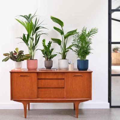 Dunelm Business Potted House Plant Bundle MultiColoured