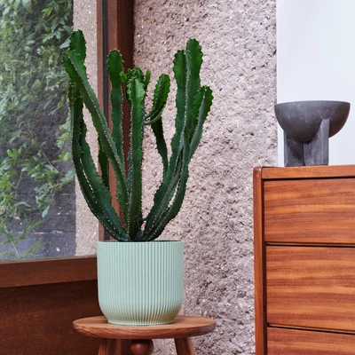 Dunelm Beards & Daisies Euphorbia Triangularis House Plant in Vibes Pot Plastic Mint