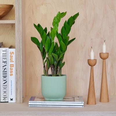 Dunelm ZZ House Plant in Elho Pot Plastic Mint