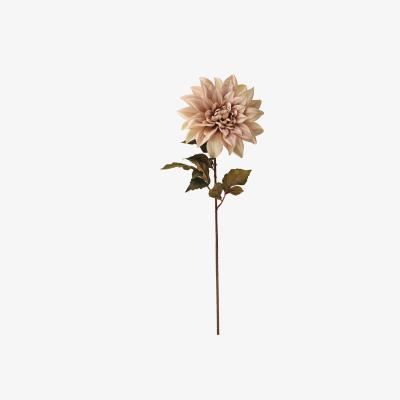 Dunelm Lustre Dahlia Champagne Single Stem 80cm Beige