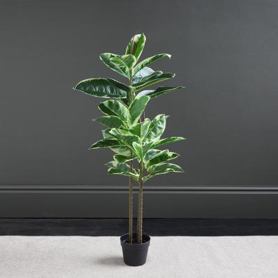 Dunelm Artificial Variagated Triple Stem Rubber Tree Green