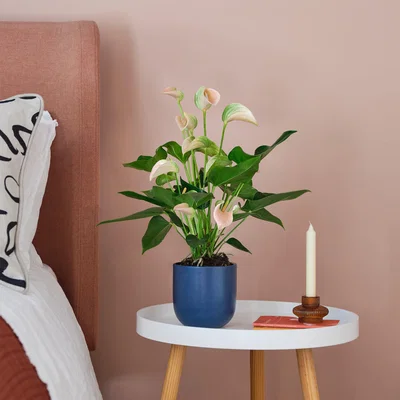 Dunelm Peach Anthurium House Plant in Earthenware Pot Earthenware Blue