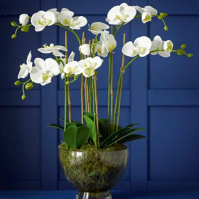 Dunelm Artificial Grand Phalaenopsis Orchids Centrepiece in Vase