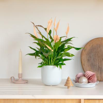 Dunelm Apricot Peace Lily House Plant in Earthenware Pot Earthenware Oyster