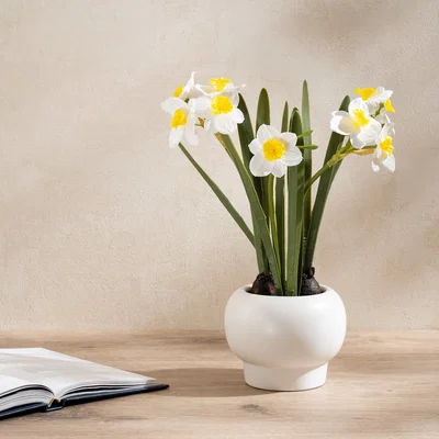 Dunelm Artificial Daffodil Spray in Ceramic Plant Pot Yellow