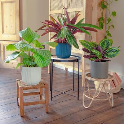 Dunelm Calathea Trio Potted House Plant Bundle MultiColoured