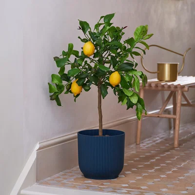 Dunelm Beards & Daisies Citrus Lemon Tree House Plant in Vibes Pot Plastic Teal