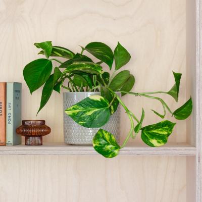 Dunelm Devil's Ivy House Plant in Capri Pot Ceramic Light Green