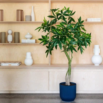 Dunelm Artificial Money Tree Green