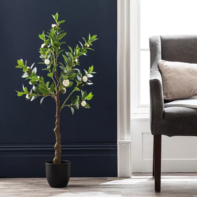 Dunelm Camellia Tree in Plastic Pot 105cm Off-White