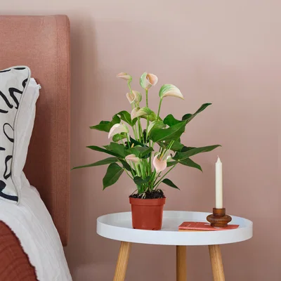 Dunelm Peach Anthurium House Plant Brown