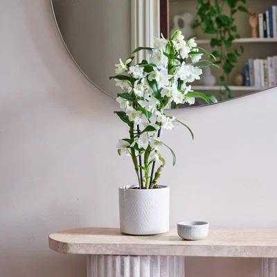 Dunelm Beards & Daisies Dendrobium Bamboo Orchid House Plant in Capri Pot Ceramic Light Grey