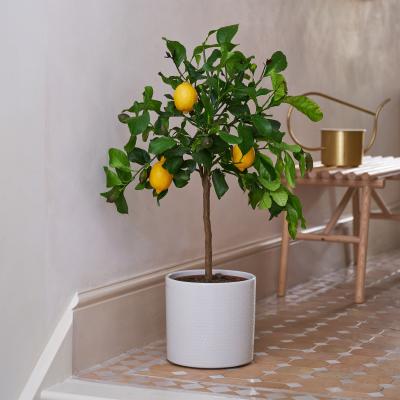 Dunelm Beards & Daisies Citrus Lemon Tree House Plant in Capri Pot Ceramic Light Grey