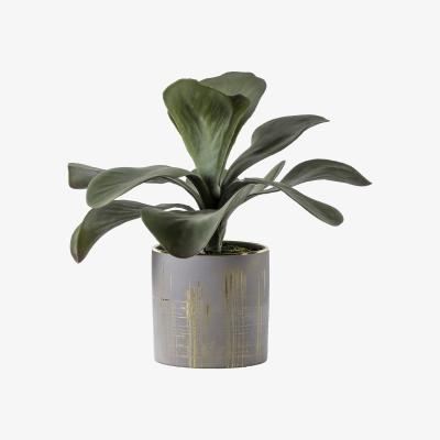 Dunelm Kalanchoe Gold Ceramic Pot Green