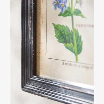 Dibor Framed Botanical Flower Print