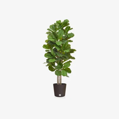 Furniture Village Fiddle Tree in Round Black Pot