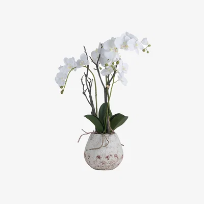 Furniture Village White Orchid in Rustic Stone Pot