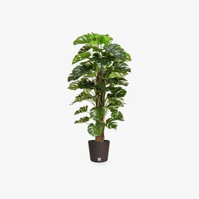 Furniture Village Monstera Tree in Round Black Pot