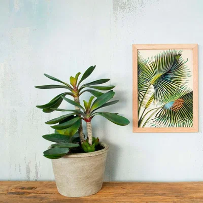 Graham & Green Faux Stemmed Paddle Plant